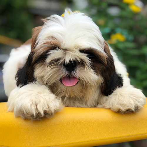 Chó Shih Tzu vàng nâu trắng lông bông, lên ảnh sáng và ít lộ bẩn (ảnh thật)