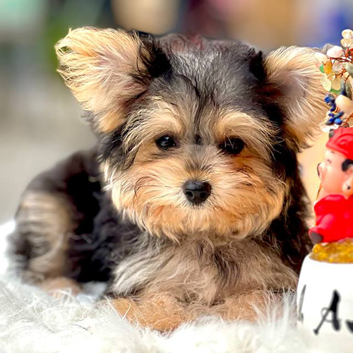 Chó sục Yorkshire con màu đen vàng đang sẵn, ảnh thật tại Chạm Pets