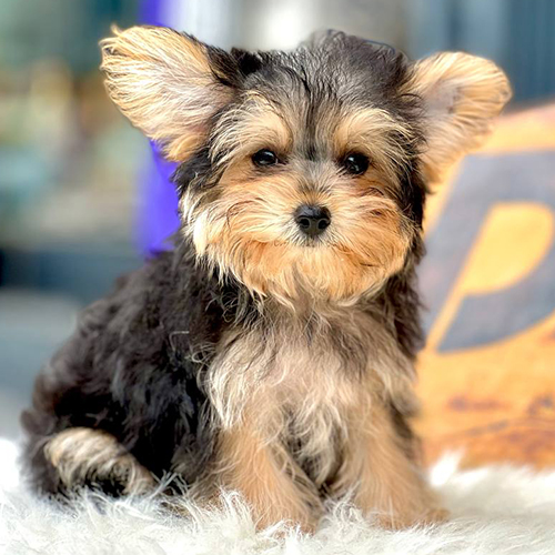 Chó sục Yorkshire con màu đen vàng đang sẵn, ảnh thật tại Chạm Pets