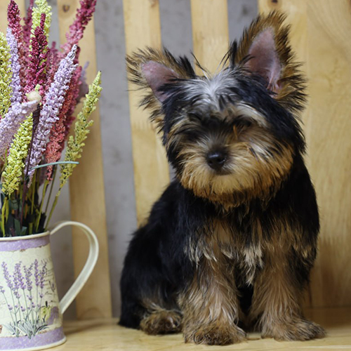 Chó sục Yorkshire con màu đen vàng đang sẵn, ảnh thật tại Chạm Pets