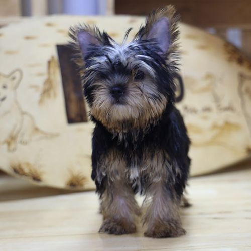 Chó Yorkshire Terrier con màu đen vàng đang sẵn, ảnh thật tại Chạm Pets