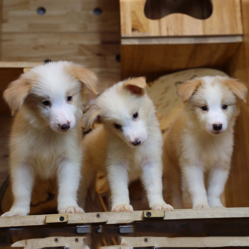 Đàn 3 chó Border Collie con vàng trắng 2–3 tháng đang sẵn, ảnh & video thật tại Chạm Pets
