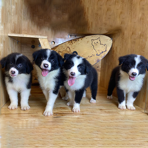Đàn 4 chó Border Collie con đen trắng 2–3 tháng đang sẵn, ảnh & video thật tại Chạm Pets