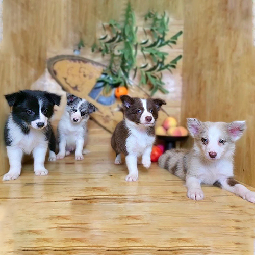 Đàn 4 chó Border Collie con đủ màu 2–3 tháng đang sẵn, ảnh & video thật tại Chạm Pets