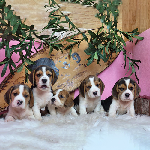 Đàn 5 bé chó Beagle 2 tháng tuổi đang sẵn, ảnh thật tại Chạm Pets Family