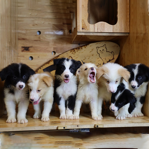 Đàn 6 chó Border Collie con đủ màu 2–3 tháng đang sẵn, ảnh & video thật tại Chạm Pets