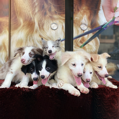 Đàn 7 chó Border Collie đủ màu/pattern đang sẵn, ảnh & video thật tại Chạm Pets