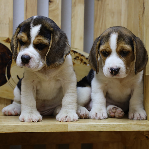 Đôi chó Beagle con đực cái, ảnh thật đang sẵn tại Chạm Pets Family