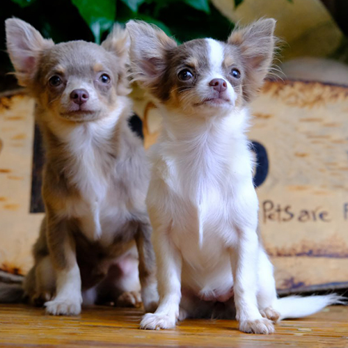 Đôi chó Chihuahua con đang sẵn, ảnh & video thật tại Chạm Pets, 1 bé màu lilac và 1 bé bicolor trắng nâu, tai dựng lanh lợi