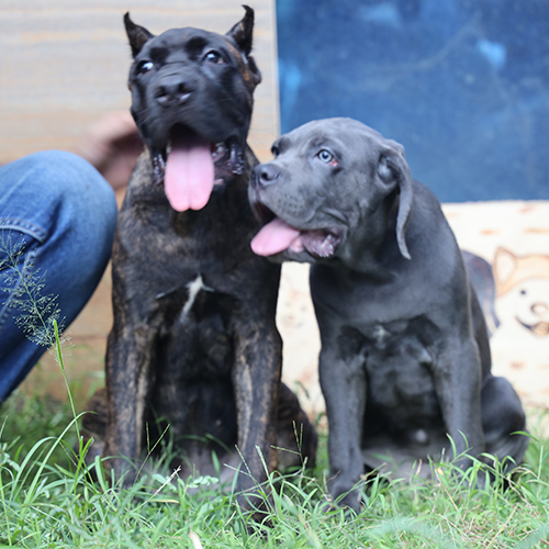 Đôi chó Ngao Ý (Cane Corso) vện đực 5 tháng và cái Blue xám 3 tháng đang sẵn tại Chạm Pets, ảnh chụp thực tế