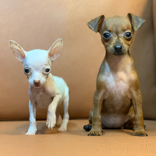 Đôi chó Phốc hươu mini trắng và vàng bò 2 tháng tuổi – ảnh thật bé đang sẵn tại Chạm Pets