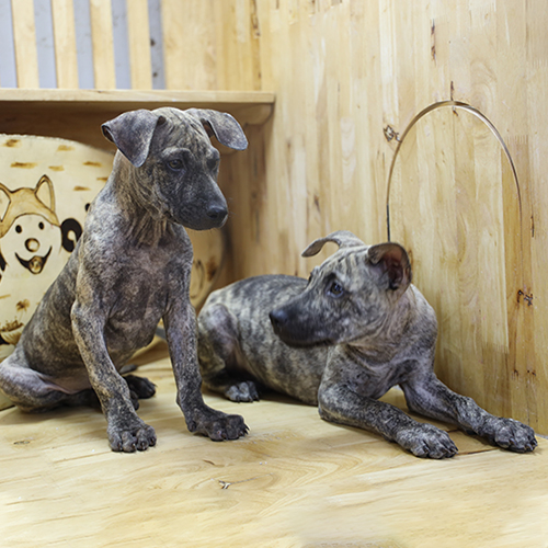 Đôi chó Phú Quốc vện sinh tại đảo 2 tháng – ảnh thật bé đang sẵn