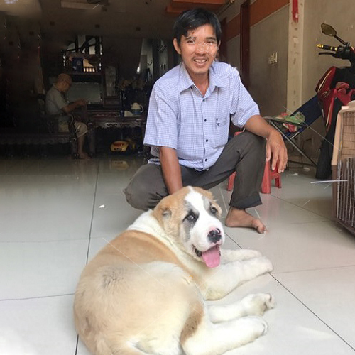 Khách chụp cùng chó Alabai tại nhà sau khi nhận, ảnh feedback thực tế