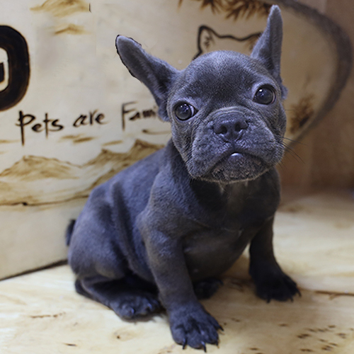 Bé French Bulldog (chó Bull Pháp) màu blue xám khói ngồi, tai dơi dựng, mặt xệ vừa, ảnh thật tại Chạm Pets