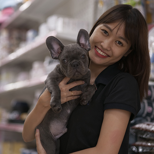 Bé French Bulldog (chó Bull Pháp) màu blue xám khói tai dơi dựng, đang sẵn tại Chạm Pets