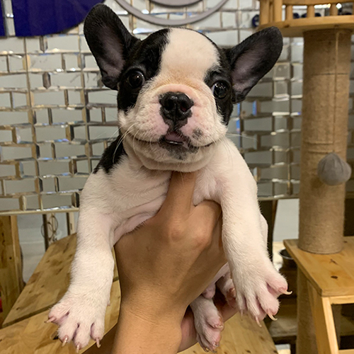 Bé French Bulldog (chó Bull Pháp) bò sữa đen trắng, tai dơi dựng, đang sẵn tại Chạm Pets