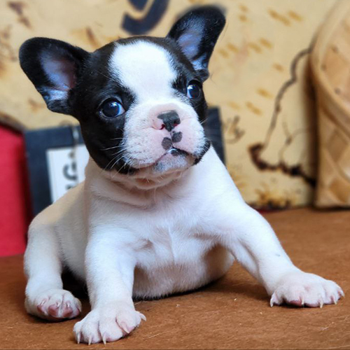 Bé French Bulldog (chó Bull Pháp) bò sữa đen trắng, mặt xệ vừa, tai dơi dựng, ảnh thật tại Chạm Pets