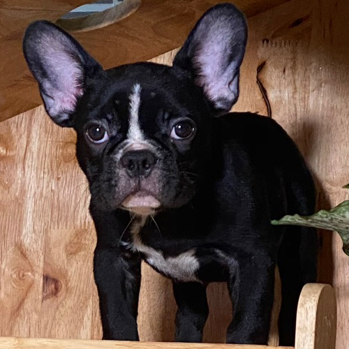 Bé French Bulldog (chó Bull Pháp) màu đen, bé đực, tai dơi dựng, mặt xệ vừa, ảnh thật tại Chạm Pets