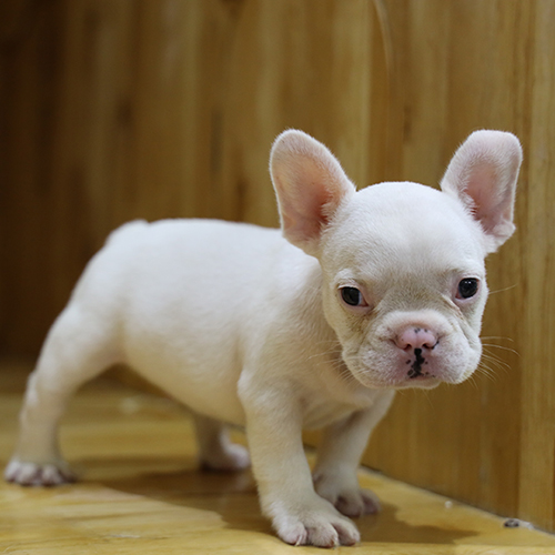 Bé French Bulldog (chó Bull Pháp) trắng, bé đực, tai dơi dựng, form gọn, ảnh thật tại Chạm Pets
