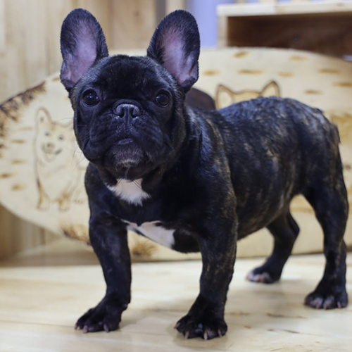 Bé French Bulldog (chó Bull Pháp) màu vện, bé cái, tai dơi dựng, dáng đứng vững, ảnh thật tại Chạm Pets