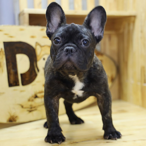 Bé French Bulldog (chó Bull Pháp) màu vện, bé đực, tai dơi dựng, form gọn, ảnh thật tại Chạm Pets
