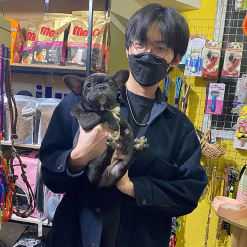 Ảnh giao bé chó Bull Pháp (French Bulldog) màu đen cho khách, có clip kiểm tra tại chỗ, ảnh thật