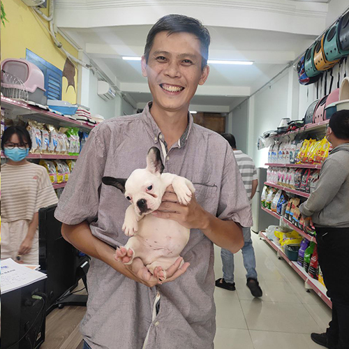 Ảnh giao bé chó Bull Pháp (French Bulldog) trắng bò sữa cho khách, ảnh thật nhận bé tại Chạm Pets