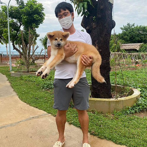 Giao bé chó Akita con cho khách ngoài trời, bé được bế trên tay, ảnh thật