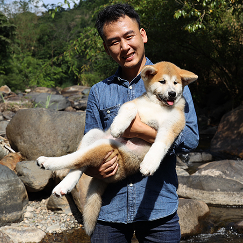 Hình ảnh giao chó Akita Inu vàng trắng cho khách, bé được bế trên tay, ảnh thật