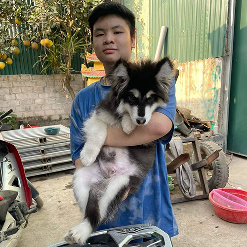 Khách nhận bé chó Alaska đen trắng 3 tháng tuổi, ảnh thật bàn giao tại Chạm Pets