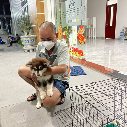 Khách nhận bé chó Alaska nâu đỏ 2 tháng tuổi, ảnh thật lúc bàn giao tại Chạm Pets