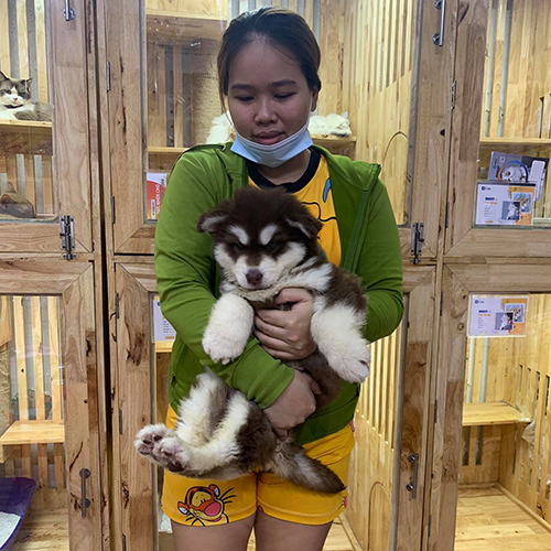 Nhân viên Chạm Pets bế bé chó Alaska nâu đỏ trắng khi bàn giao cho khách, ảnh thật tại khu vực giao bé