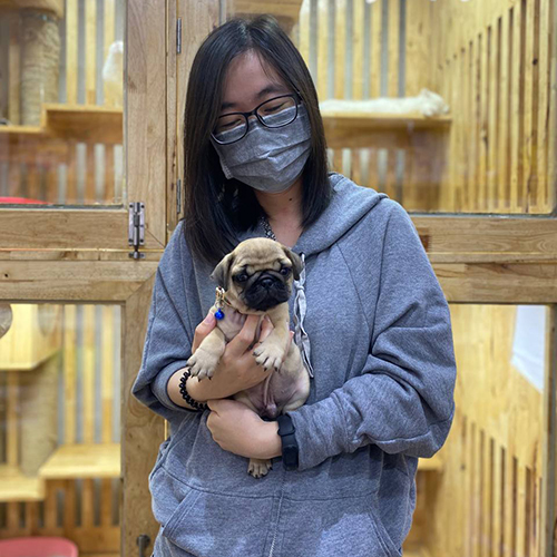 Khách hàng bế chó Pug con trong khu chuồng gỗ, ảnh bàn giao thực tế tại Chạm Pets