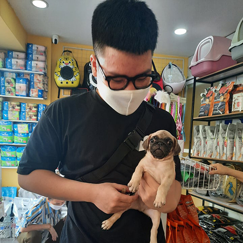 Khách hàng bế chó Pug con tại cửa hàng, ảnh bàn giao thực tế với bé tương tác tốt