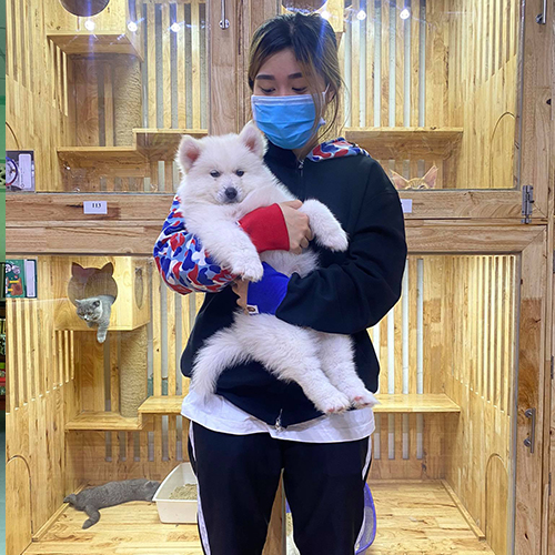 Giao chó Samoyed con cho khách, ảnh bàn giao thực tế tại Chạm Pets, bé trắng bông được bế trên tay
