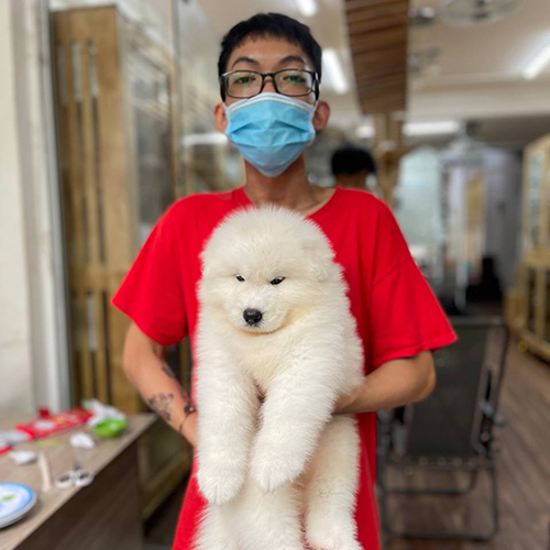 Khách bế chó Samoyed con trắng bông tại Chạm Pets, ảnh bàn giao thực tế bé đang sẵn
