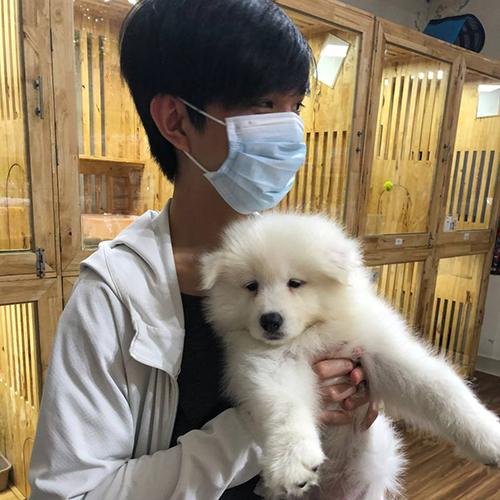 Khách bế chó Samoyed con trắng bông tại cơ sở Chạm Pets, ảnh bàn giao thực tế bé đang sẵn