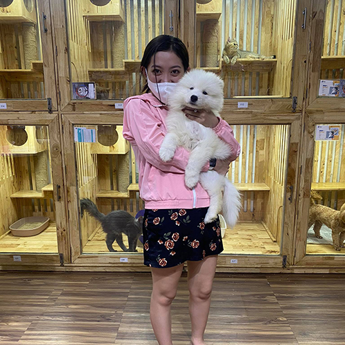 Khách bế chó Samoyed con trắng bông tại cơ sở Chạm Pets, ảnh bàn giao thực tế