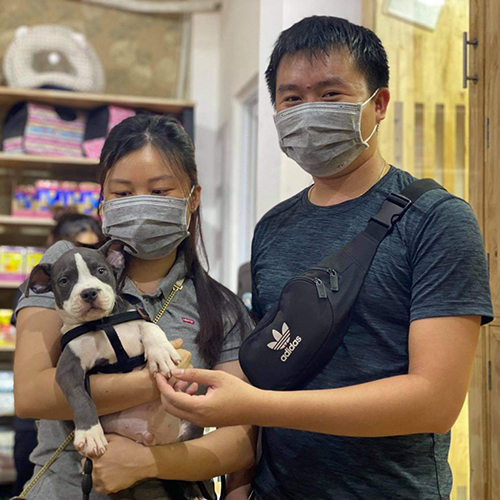 Hình ảnh bàn giao chó cảnh Bully xám trắng con 2 tháng cho khách, bé đeo yếm, ảnh thật Chạm Pets