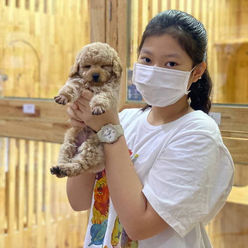 Hình ảnh bàn giao chó cảnh Poodle con màu kem cho khách, bé được bế chụp ảnh tại Chạm Pets, ảnh thật