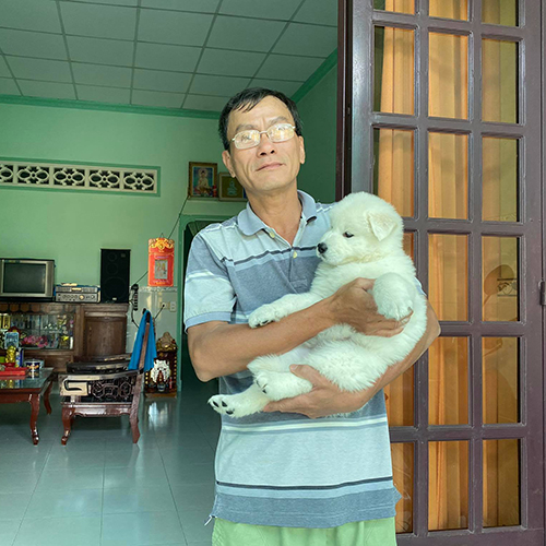 Khách bế chó Samoyed con trắng bông tại nhà, ảnh bàn giao thực tế sau khi nhận bé