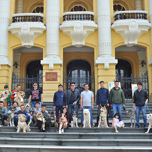 Hội yêu chó Akita chụp ảnh kỷ niệm trước Nhà hát Lớn Hà Nội, ảnh thật buổi offline