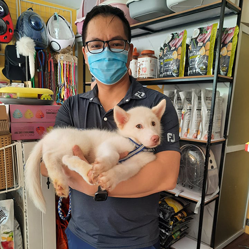Khách hàng bồng bé chó Husky trắng tại Chạm Pets, ảnh chụp thực tế trước khi bàn giao