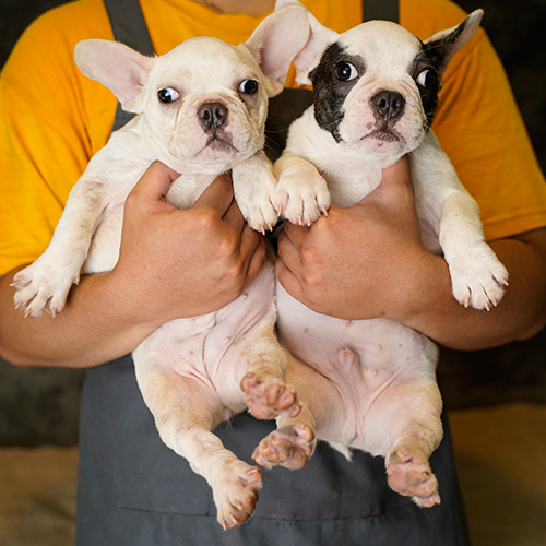 Chó Bull Pháp (French Bulldog) bò sữa đen trắng, ảnh cặp đôi tai dơi dựng, mặt xệ vừa, ảnh thật tại Chạm Pets