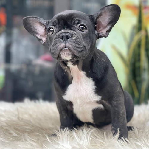 Chó Bull Pháp (French Bulldog) đen trắng ngực trắng, tai dơi dựng, ảnh thật tại Chạm Pets
