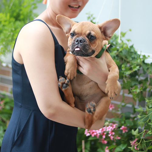 Chó Bull Pháp (French Bulldog) màu vàng fawn đang sẵn, lên hình sáng, mặt xệ vừa, ảnh thật tại Chạm Pets