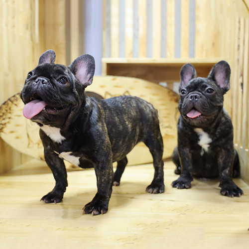 Chó Bull Pháp (French Bulldog) màu vện brindle, ảnh cặp đôi tai dơi dựng, form gọn, ảnh thật tại Chạm Pets