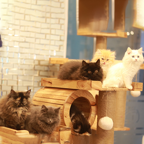 Đàn mèo Anh lông dài (Ald) đủ màu 2 tháng tuổi, đực cái đủ, đang sẵn tại Chạm Pets