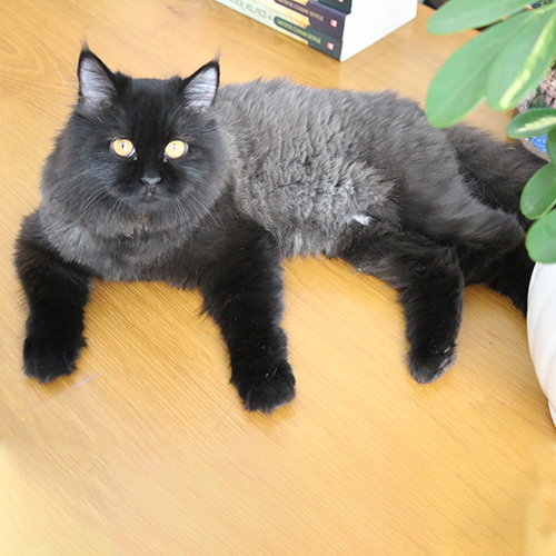 Mèo Anh lông dài (Ald) đen thuần chủng trưởng thành, lông dài dày, mắt vàng