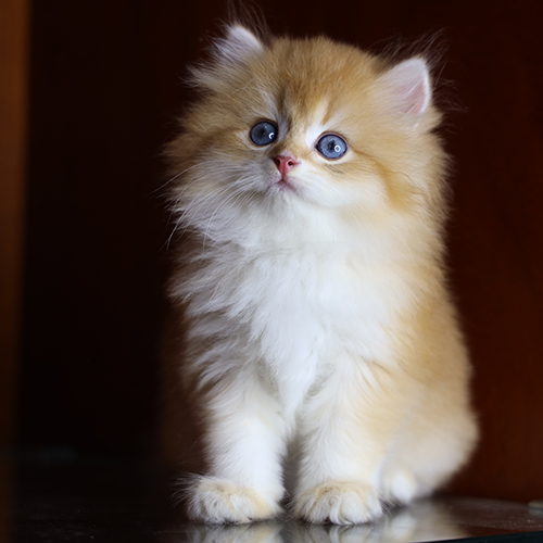 Mèo Anh lông dài (Ald) Golden Bicolor, lông bông dày, mặt tròn, mắt xanh